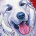great pyrenees painting