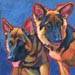 search and rescue german shepherd dogs