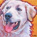 kuvasz dog painting